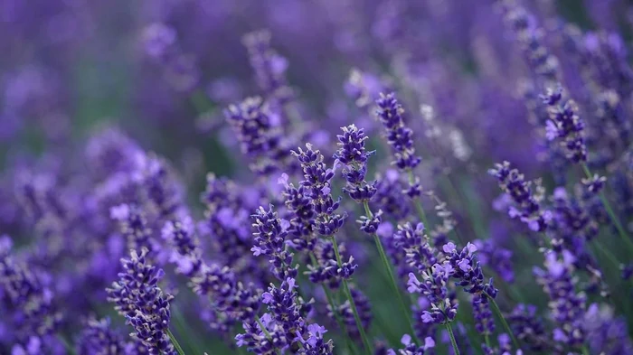 Hvad skal man plante ved siden af lavendel: Gartnere har udpeget ideelle naboer