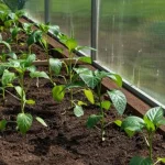 det-er-tid-til-at-plante-peberfrugter-saadan-goer-du.webp.webp