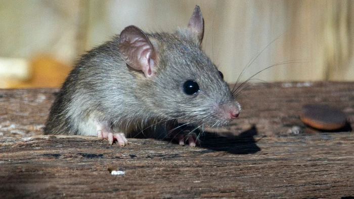 Få gnavere ud af hønsehuse og lader for altid: en gammel landlig metode, der virker uden problemer