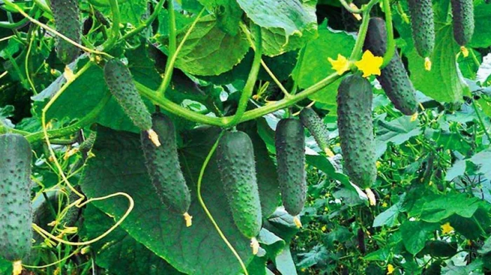 Du kan høste spande indtil efteråret: Hvor kan man plante agurker?