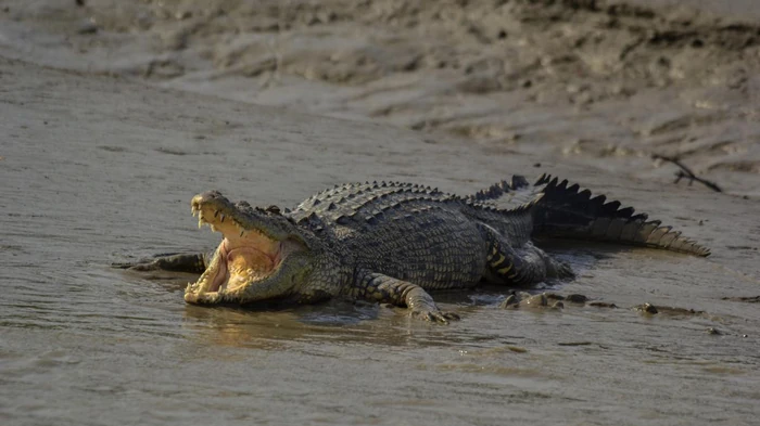 Hvad er forskellen på en krokodille og en alligator: Hvor er de farlige rovdyr?