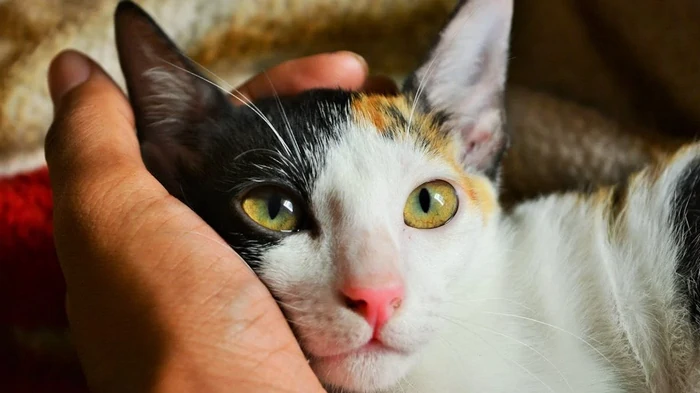 Kan katte fodres med mælk: Eksperter har givet et uventet svar